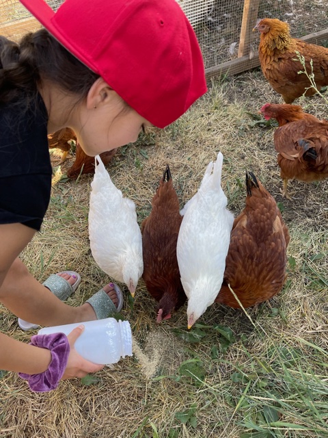 Child feeding chickens in North Okanagan